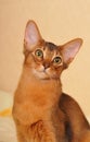 Somali kitten ruddy color portrait Royalty Free Stock Photo