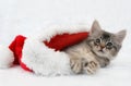 Somali kitten in Santa hat Royalty Free Stock Photo