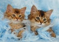Somali kittens relaxing in blue feathers Royalty Free Stock Photo