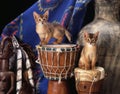 Somali kittens Royalty Free Stock Photo