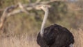 Somali Ostrich in Savanna