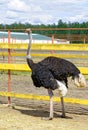 Somali ostrich walks on a farm in Siberia Royalty Free Stock Photo