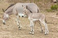 Somali wild baby and mother Royalty Free Stock Photo