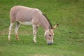 The Somali wild ass Equus africanus somaliensis grazing on a green meadow Royalty Free Stock Photo