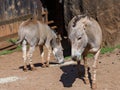 Somali wild ass. Equus africanus somaliensis Royalty Free Stock Photo