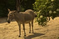 Somali wild ass Equus africanus somaliensis. Royalty Free Stock Photo