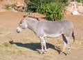 Somali wild Equus africanus somaliensis