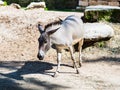 The Somali Wild - Equus Africanus Somaliensis - walks the ground and looks for food on a sunny day Royalty Free Stock Photo