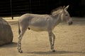 Somali wild ass Equus africanus somaliensis.