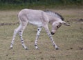 Somali Wild foal Royalty Free Stock Photo