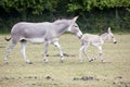 Somali Wild mother with foal Royalty Free Stock Photo