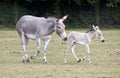 Somali Wild mother with foal Royalty Free Stock Photo