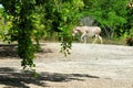 Somali wild in walking zoo Royalty Free Stock Photo