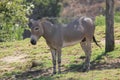 Somali wild (Equus africanus somaliensis)