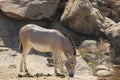 Somali wild (Equus africanus somaliensis)