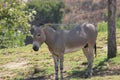 Somali wild (Equus africanus somaliensis) Royalty Free Stock Photo