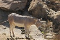 Somali wild (Equus africanus somaliensis)