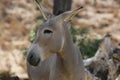 Somali wild (Equus africanus somaliensis) Royalty Free Stock Photo