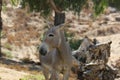 Somali wild (Equus africanus somaliensis)