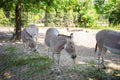 Somali wild asses in zoo on sunny day Royalty Free Stock Photo