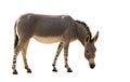 Somali wild donkey Royalty Free Stock Photo