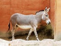 Somali wild donkey passing, Equus africanus somaliensis Royalty Free Stock Photo