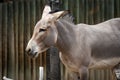 Somali wild donkey (Equus africanus somaliensis) in front of a fence Royalty Free Stock Photo