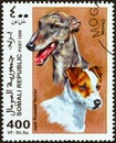 SOMALIA - CIRCA 1999: A stamp printed in Somalia shows Jack Russell Terrier and Chortaj, circa 1999.