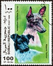 SOMALIA - CIRCA 1999: A stamp printed in Somalia shows Nippon Terrier and American Hairless Terrier, circa 1999.