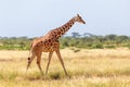 Somalia giraffe goes over a green lush meadow Royalty Free Stock Photo