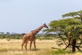 Somalia giraffes eat the leaves of acacia trees