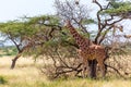 Somalia giraffes eat the leaves of acacia trees