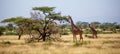 Somalia giraffes eat the leaves of acacia trees