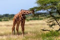 Somalia giraffes eat the leaves of acacia trees