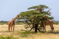 Two Somalia giraffes eat the leaves of acacia trees Royalty Free Stock Photo