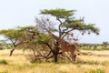 Two Somalia giraffes eat the leaves of acacia trees Royalty Free Stock Photo