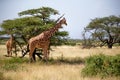 Two Somalia giraffes eat the leaves of acacia trees Royalty Free Stock Photo