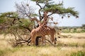 Two Somalia giraffes eat the leaves of acacia trees