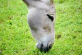 Somalian Wild Donkey Equus Asinus Somalicus Eating Grass Closeup