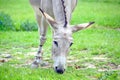 Somalian Wild Donkey Equus Asinus Somalicus Eating Grass in Nature