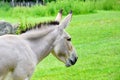 Somalian Wild Donkey Equus Asinus Somalicus in Nature