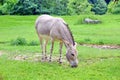 Somalian Wild Donkey Equus Asinus Somalicus on Pasture