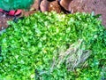 Somany green colore coriander leaf in market. Royalty Free Stock Photo