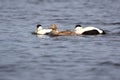 Somateria molissima, Common Eider.