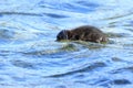 Somateria molissima, Common Eider.