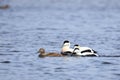 Somateria molissima, Common Eider.