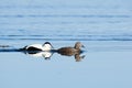 Somateria molissima, Common Eider.