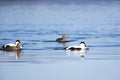 Somateria molissima, Common Eider.