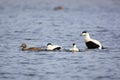 Somateria molissima, Common Eider.