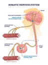 Somatic nervous system with human brain impulse to muscle outline diagram Royalty Free Stock Photo